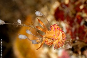 Facelina 2