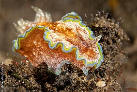 Glossodoris acosti
