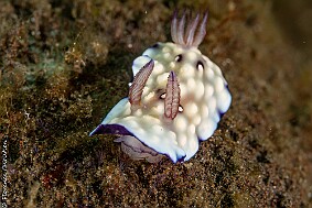 Goniobranchus hintuanensis