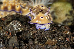 Goniobranchus kuniei 2