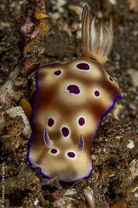 Goniobranchus kuniei 3