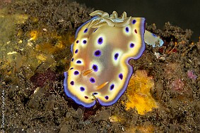 Goniobranchus kuniei