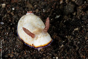 Goniobranchus preciosus