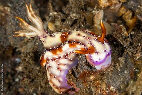 Hypselodoris krakatoa