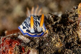 Hypselodoris maritima