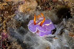 Mexichromis trilineata 2