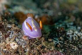 Mexichromis trilineata