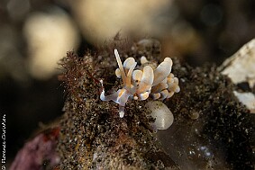 Phyllodesmium