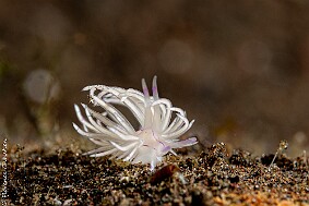 Unidentia sandramillenae