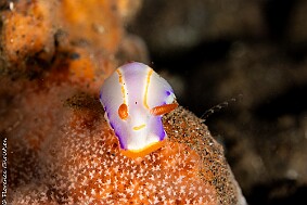 nudi à ident