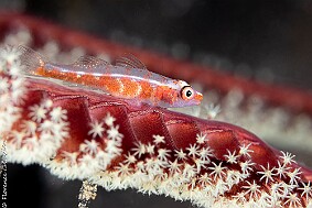 Poisson sur plume