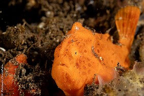frogfish rouge