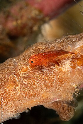 petit poisson
