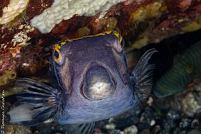 poisson coffre-2
