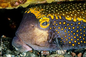 poisson coffre