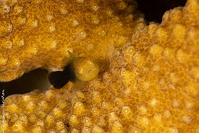 poisson corail