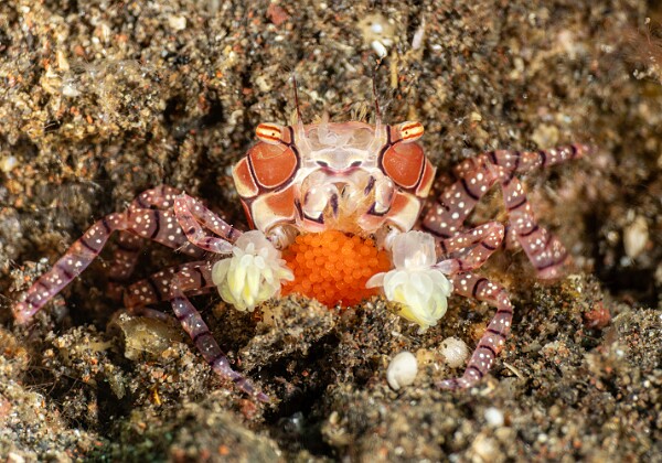 Crevettes et divers
