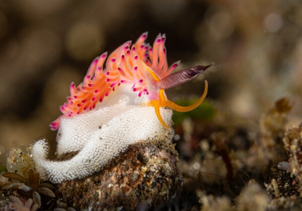 Nudibranches