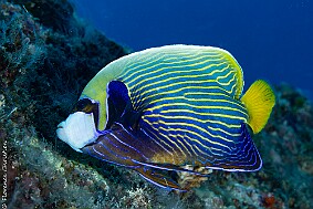 Poison reef imperator null