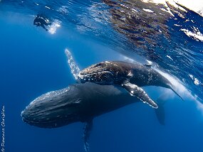 Baleines à Bosse