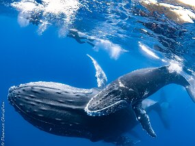 Baleines à Bosse