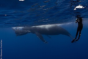 Fred et les baleines