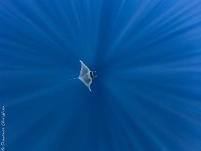 Mobula Nosy Be
