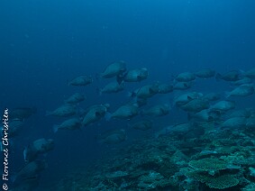 Perroquets à Bosse null