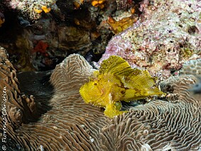 Poisson feuille null