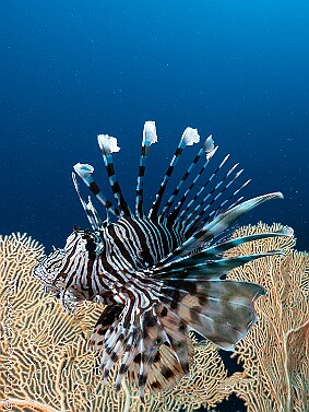 Pterois null