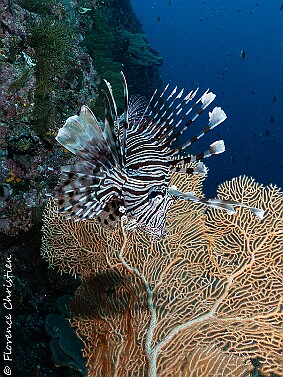 Pterois null