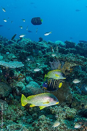 Récif Pomacantus null