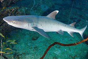 Requin corail null