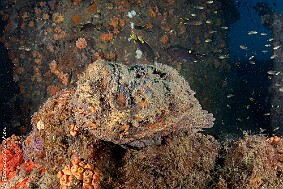 poisson pierre-2 null