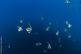 poissons cochers-2 null