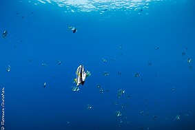 poissons cochers null