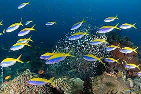 récif fusilliers null