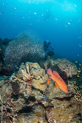 récif merou rouge null