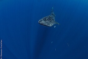 requin baleine-4 null