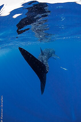 requin baleine-5 null