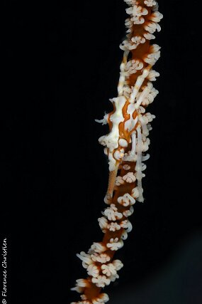 Araignée conique