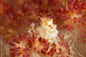 crabe alcyonaire