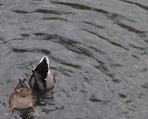 Canard,-ou-presque Canard, ou presque