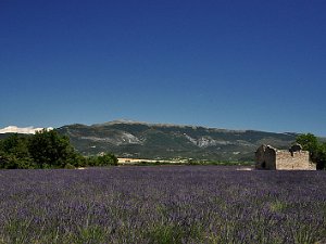 Fleurs de Provence