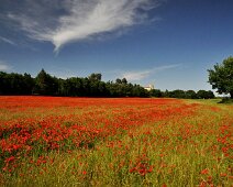 Champs de coquelicots 2015