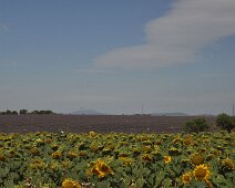 Entre-tournesols-et-lavande Entre tournesols et lavande