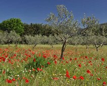 Oliviers-et-coquelicots Les Oliviers