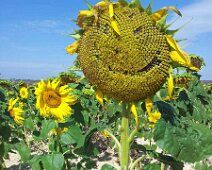 Tournesol-qui-rigole Tournesol qui rigole