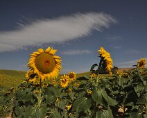 Tournesols Tournesols