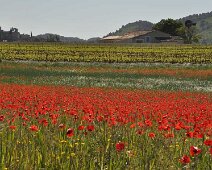 Vigne-et-coquelicots Vigne et coquelicots